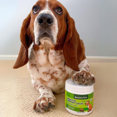 Digestive Support Dog Chews