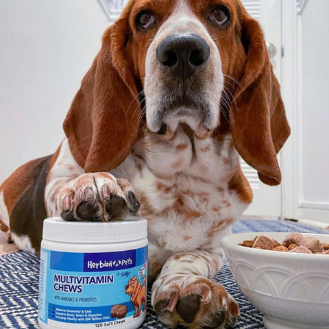 Multivitamin Dog Chews
