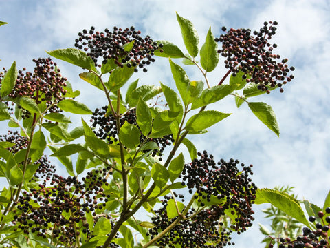 Plant-Based & Pectin-Based