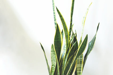 Sustainable & Ethical