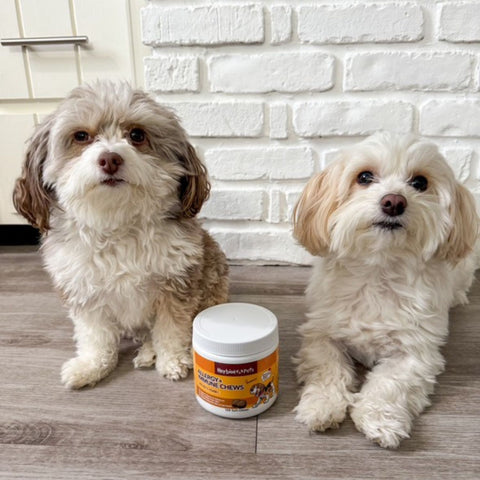 Allergy+Immune Dog Chews