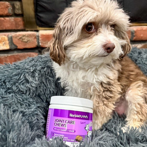 Herbion Joint Care Dog Chews in front of a dog 
