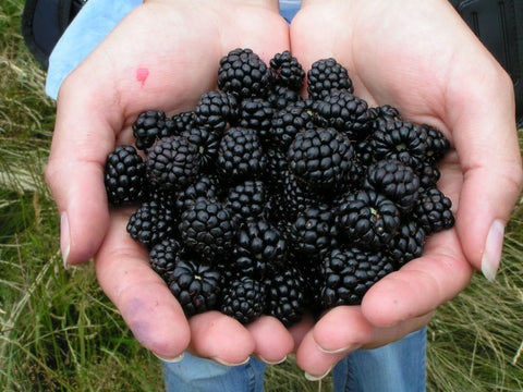 Delicious & Natural