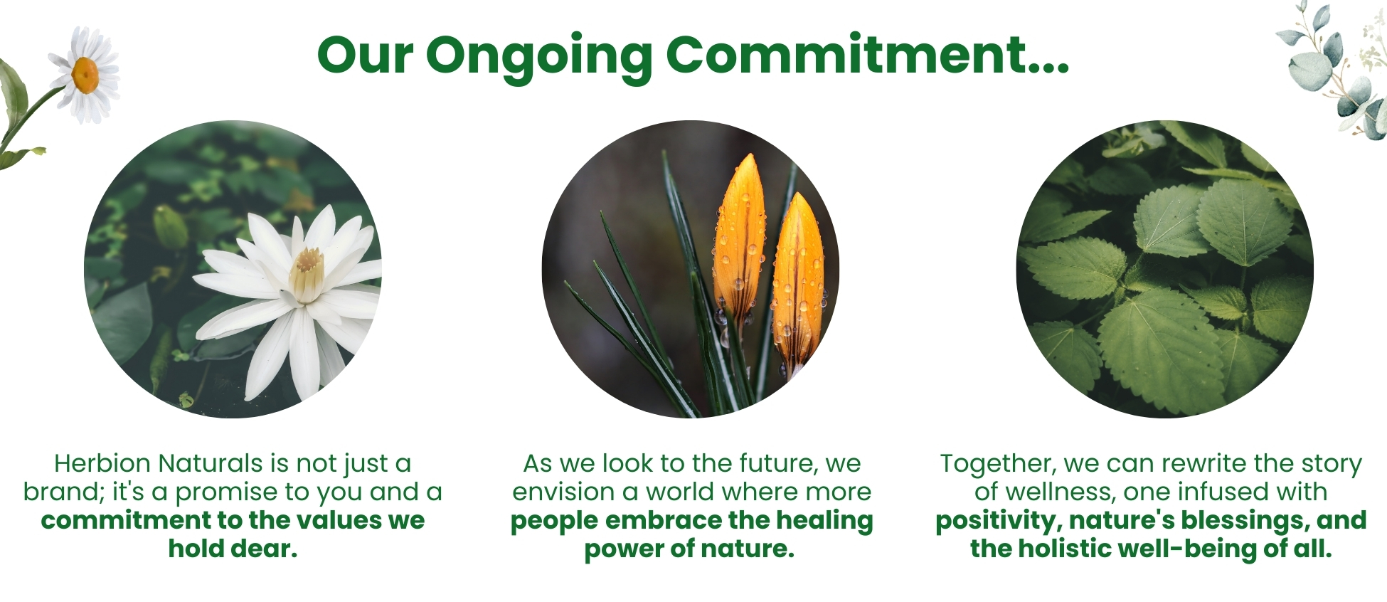 Herbion Naturals is not just a brand; it's a promise to you and a commitment to the values we hold dear. As we look to the future, we envision a world where more people embrace the healing power of nature. Together, we can rewrite the story of wellness, one infused with positivity, nature's blessings, and the holistic well-being of all.